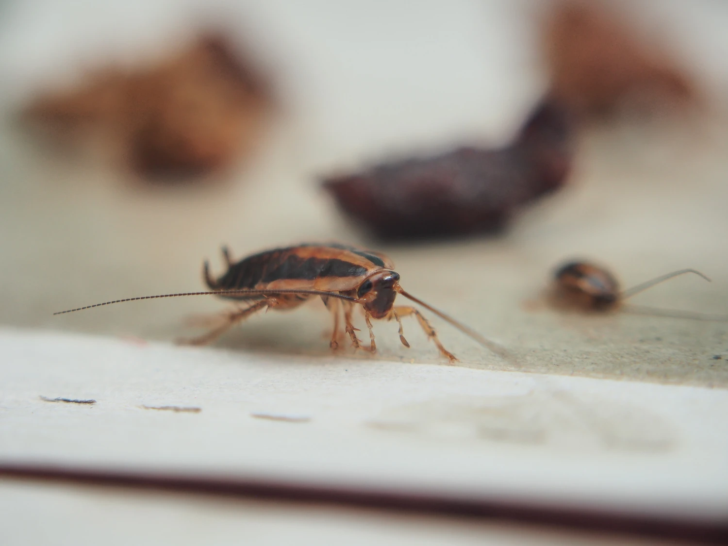 A cockroach stuck to the sticky paper. Domestic insect. A cockroach stuck to the sticky paper. Domestic insect.