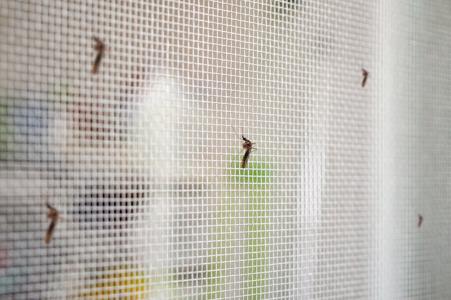 many mosquitoes on insect net wire screen close up on house window many mosquitoes on insect net wire screen close up on house window