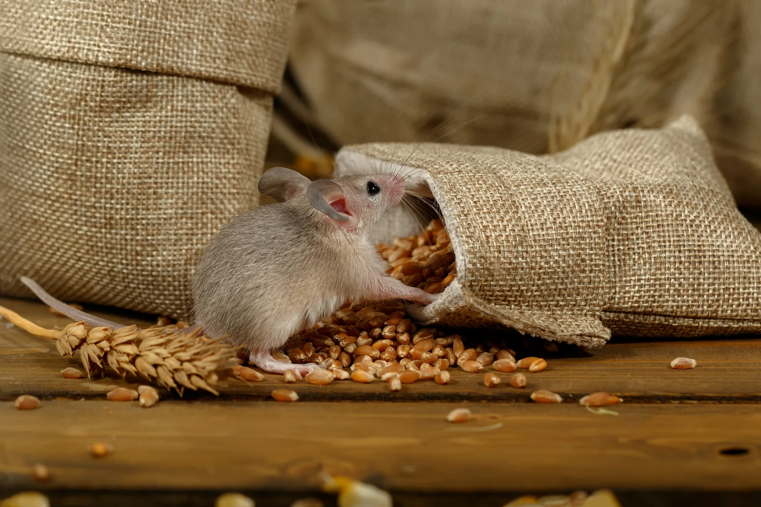 Closeup young gray mouse sits near the burlap bags with wheat on the floor of the warehouse. Concept of rodent control.<br />