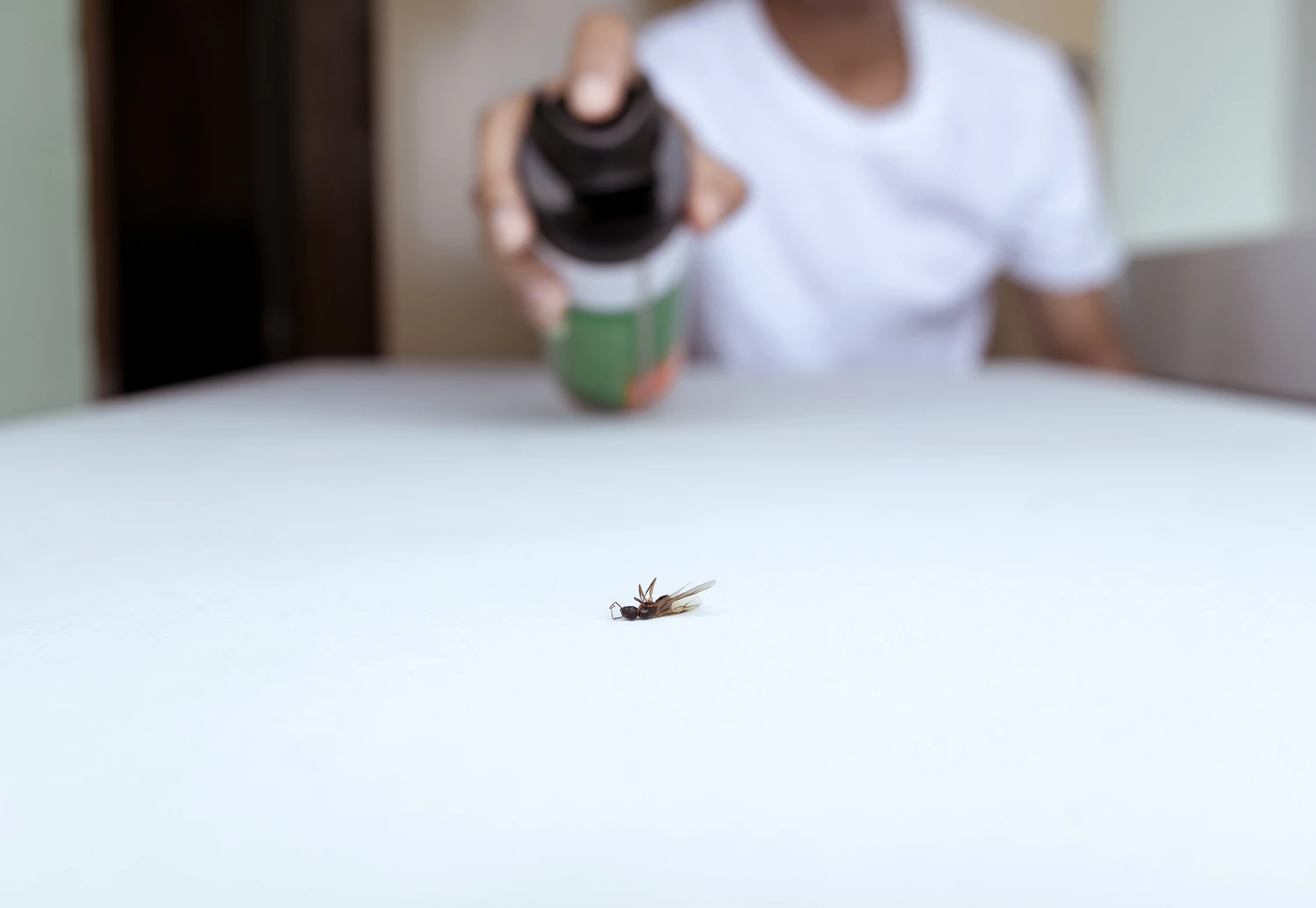 Close up view. People killing bug with spraying of insecticide spray can. The flying ant died on white floor. Close up view. People killing bug with spraying of insecticide spray can. The flying ant died on white floor.