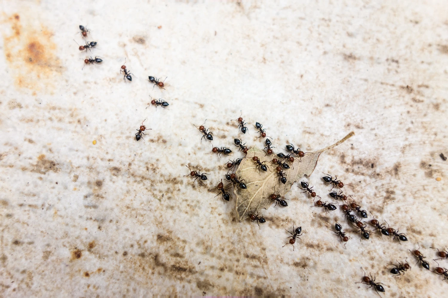 27260185_m (1) a lot of ants traveling in a row on the pavement