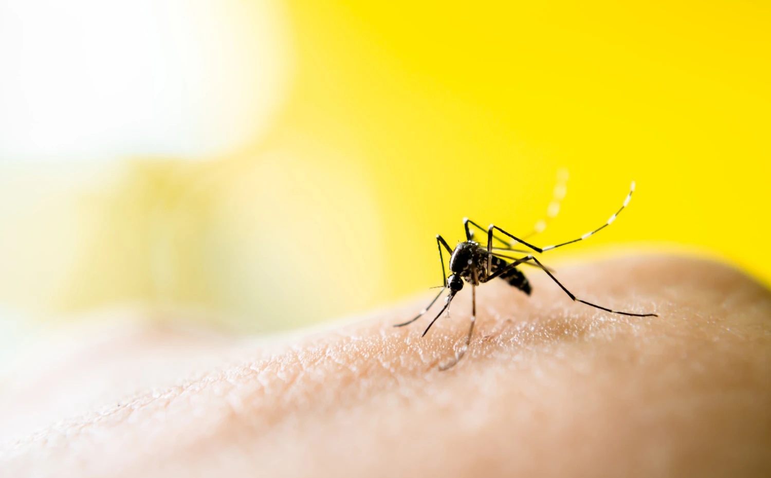 Mosquito sucking blood Mosquito sucking blood