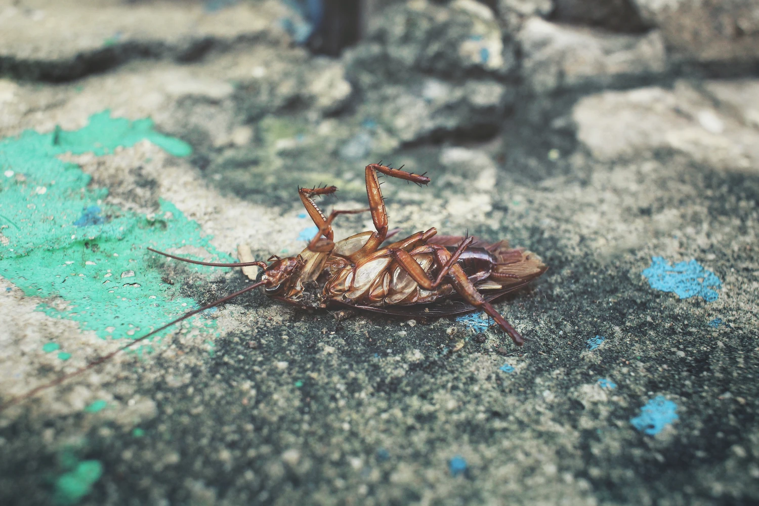 Cockroach Cockroach