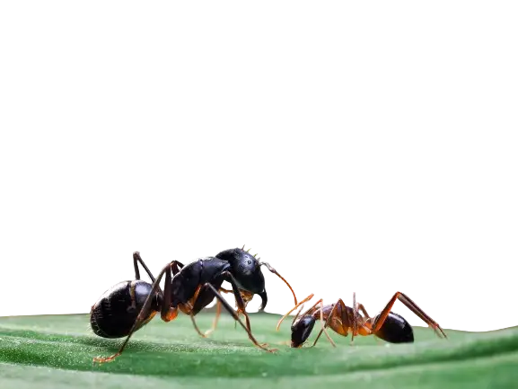 ants on a leaf ants on a leaf