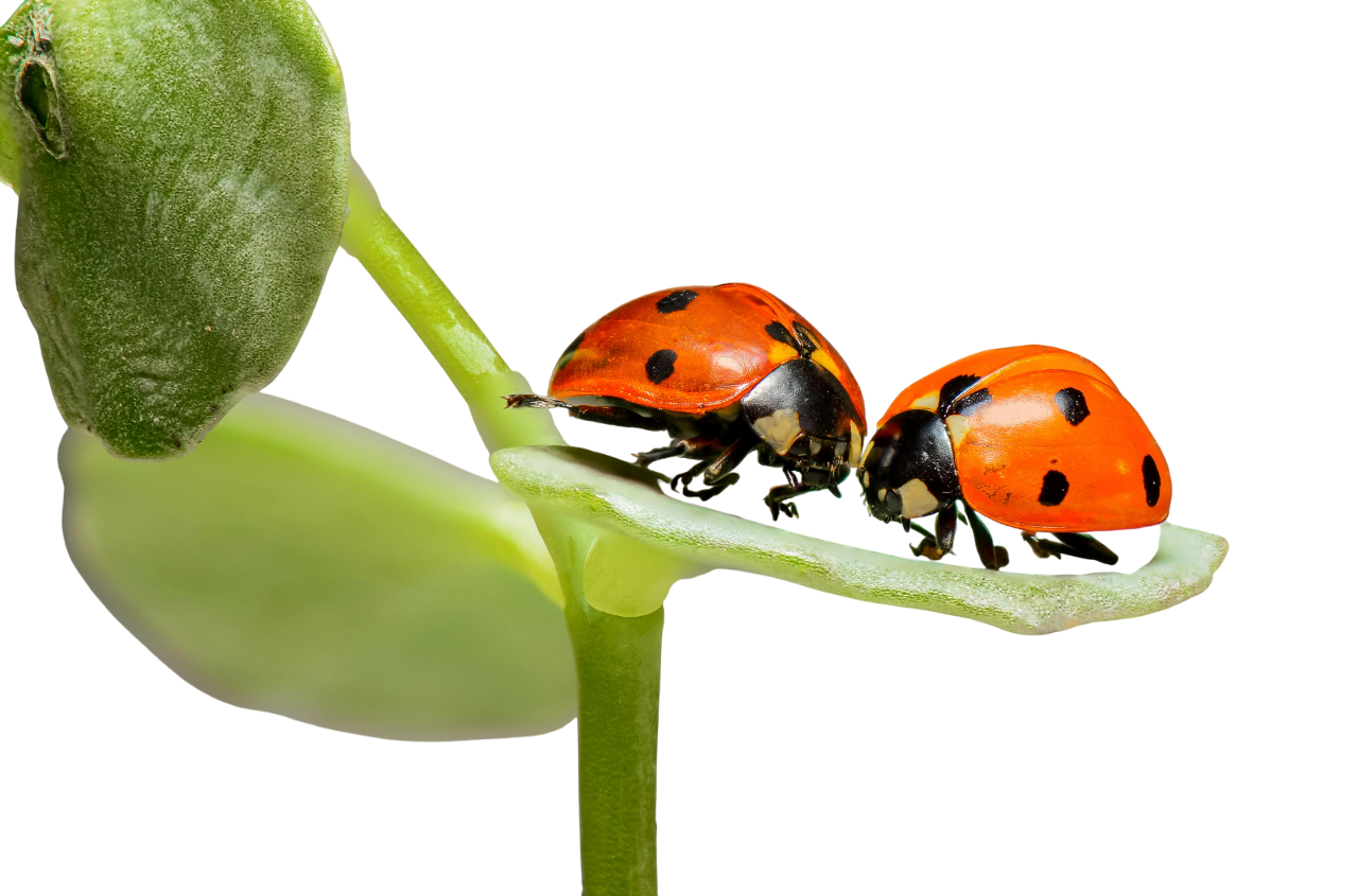 pexels-pixabay-144243-Photoroom ants on a leaf