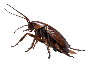 pngtree-cockroach-insect-png-image_13151051-removebg-preview ants on a leaf